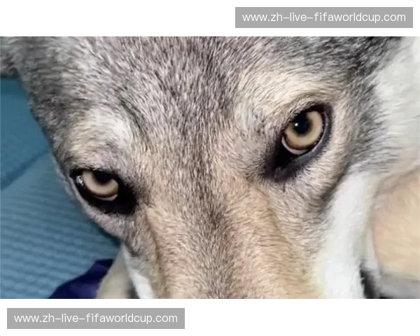 荒野与城市的博弈：捷克狼犬vs本能，你以为你养的是狗吗？